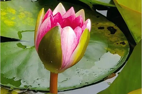 睡莲花期会发生什么变化，早上打开花瓣、中午盛开、晚上合拢