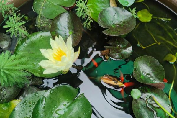 睡莲花期会发生什么变化，早上打开花瓣、中午盛开、晚上合拢