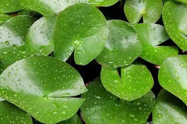 睡莲花期会发生什么变化，早上打开花瓣、中午盛开、晚上合拢