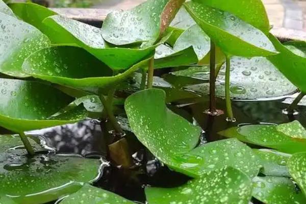 睡莲花期会发生什么变化，早上打开花瓣、中午盛开、晚上合拢