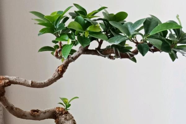 人参榕适合摆放在卧室吗，有装饰效果适合放卧室