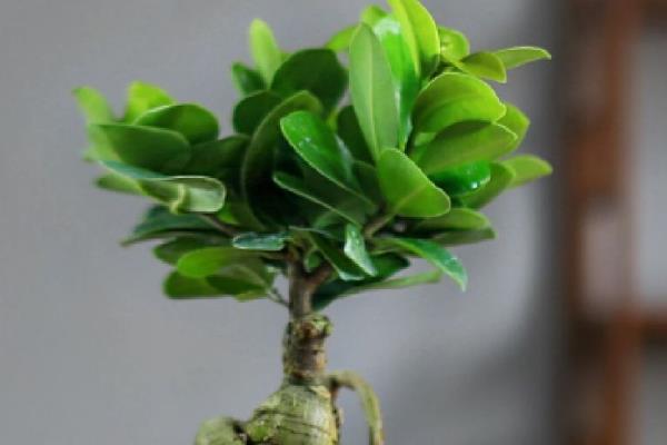 人参榕适合摆放在卧室吗，有装饰效果适合放卧室