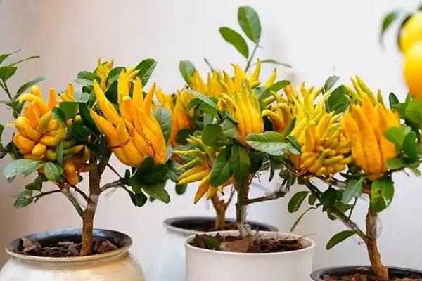 哪种植物色如丹桂味如莲，是指佛手这种植物