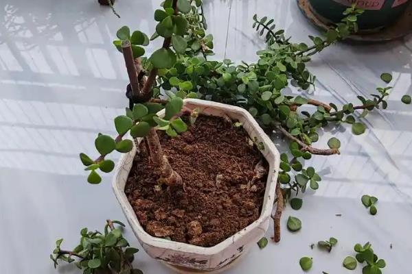 玉树花简介，喜欢生长在温暖干燥、阳光充足的环境中