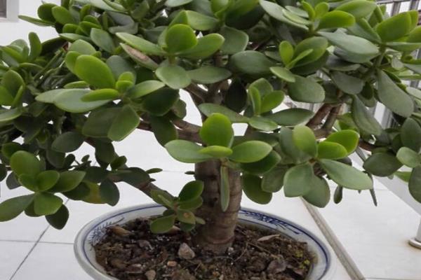玉树花简介，喜欢生长在温暖干燥、阳光充足的环境中