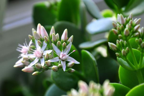 玉树花简介，喜欢生长在温暖干燥、阳光充足的环境中