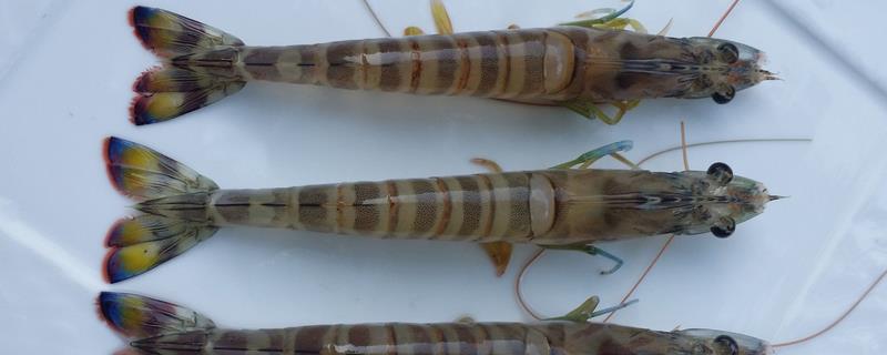 虎虾能淡水养殖吗，是一种海虾不能淡水养殖