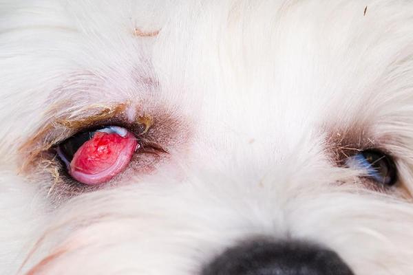 什么是狗樱桃眼，指第三眼睑腺体脱垂