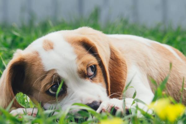 什么是狗樱桃眼，指第三眼睑腺体脱垂