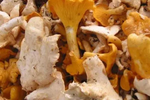 怎么保存新采的蘑菇，可采用以下4种方式
