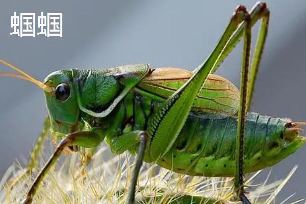 蚂蚱和蝗虫的区别，体型、颜色、食性均不同