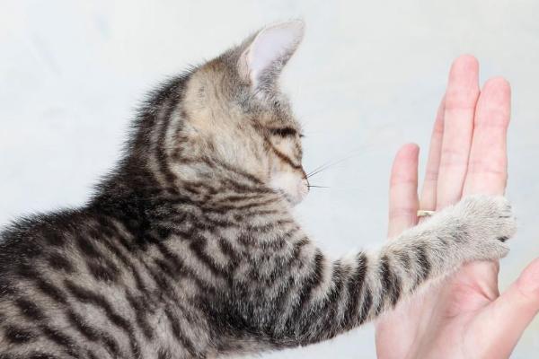 猫用爪子扒拉主人的含义，可能是在撒娇或感到害怕等