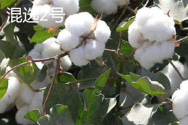 新疆棉花的品种，常见的有军海1号、新海棉等