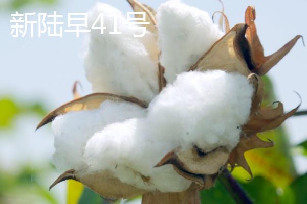 新疆棉花的品种，常见的有军海1号、新海棉等