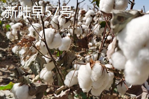 新疆棉花的品种，常见的有军海1号、新海棉等