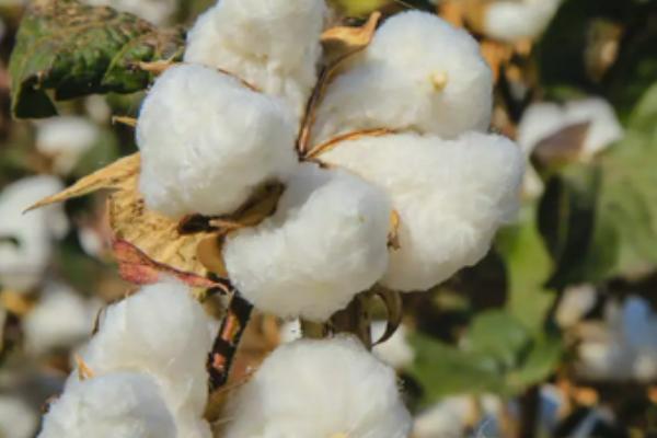 新疆棉花的品种，常见的有军海1号、新海棉等