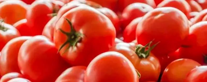 西红柿打蔫的原因和挽救方法，可能是阳光强烈或浇水不当导致的