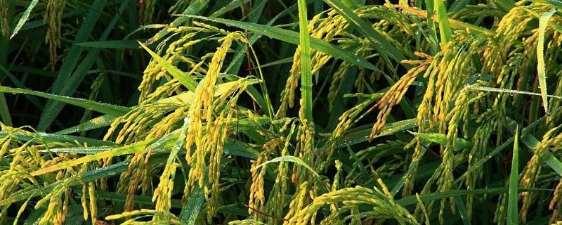 玉香优860水稻种子简介，全生育期133.5天