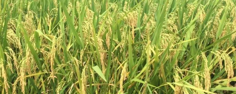 玖两优丝占水稻种子特征特性，全生育期115.4天