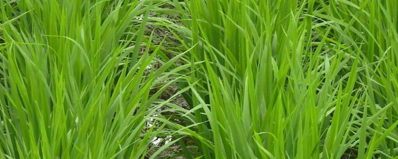 源两优5号水稻种子特征特性，籼型两系杂交水稻品种