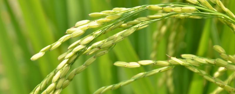隆两优1558水稻种子介绍，大田用种量每亩0－25千克