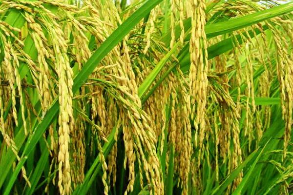 鑫丰优柳占水稻种子介绍，每亩有效穗数19.7万穗