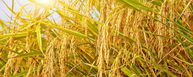 华两优美香新占水稻种子简介，大田每亩总施N量15千克