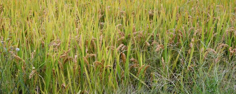 勇两优鄂晶丝苗水稻品种简介，籼型两系杂交水稻品种