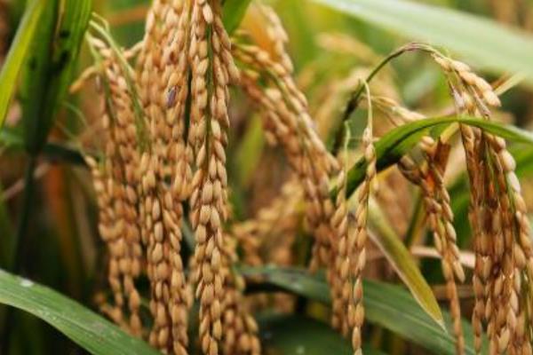 旌优秱珍水稻种子特征特性，采用综合防治措施