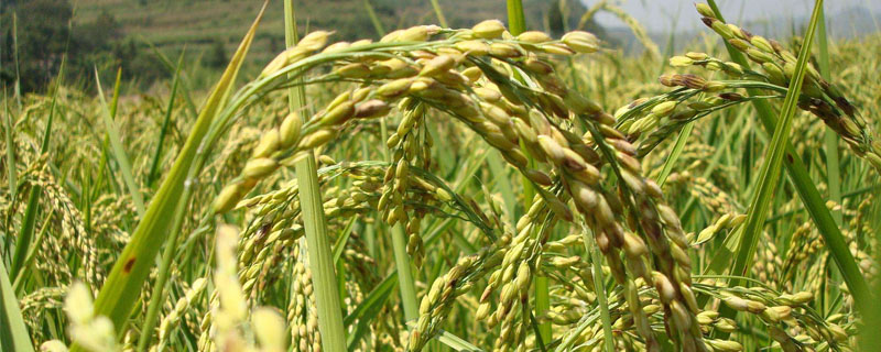 徽两优982水稻种子介绍，每亩有效穗数17.1万穗