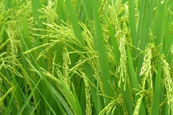 龙两优月牙丝苗水稻品种的特性，每亩有效穗数18.2万穗