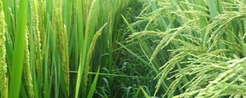 米岗油占水稻种子简介，每亩有效穗数19.4万穗