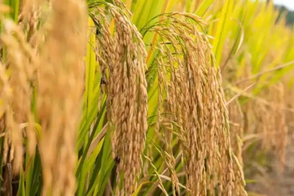 徽两优982水稻种子介绍，每亩有效穗数17.1万穗