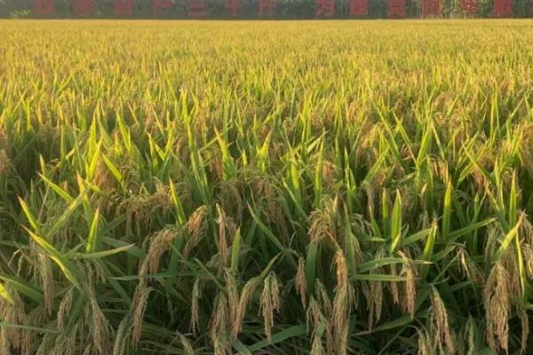 龙两优月牙丝苗水稻品种的特性，每亩有效穗数18.2万穗