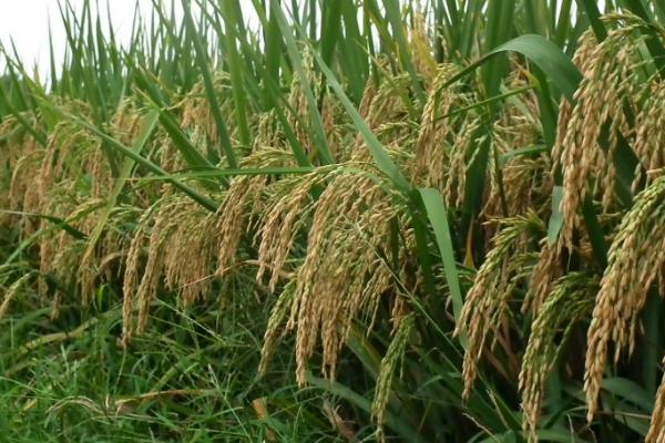 隆两优217水稻种简介，籼型两系杂交水稻品种