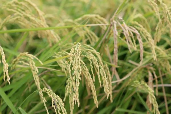 徽两优8966水稻种简介，每亩有效穗数16.4万穗