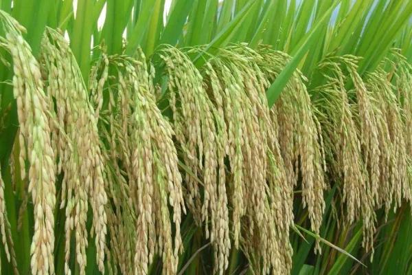 凤营丝苗水稻种子简介，每亩有效穗数18.3万穗