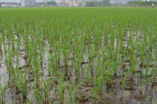 荃优601水稻种子特点，秧田亩播种量10千克