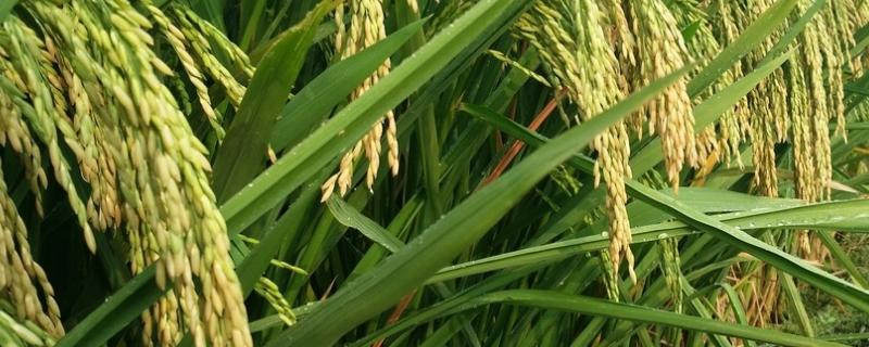 深两优五山丝苗水稻品种的特性，洗净后催芽播种