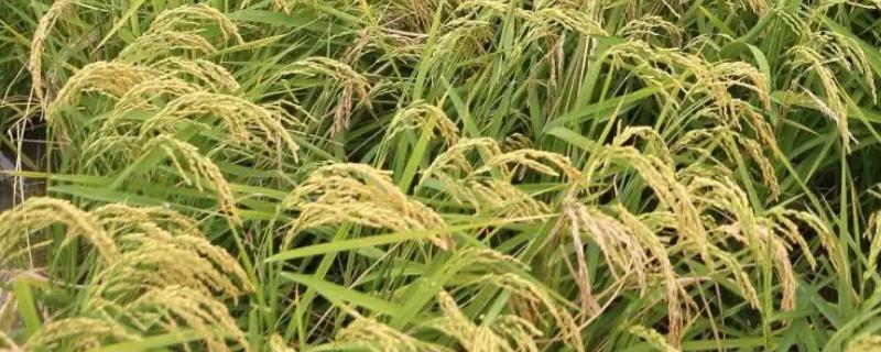 科源优616水稻品种简介，高肥力的田块应减少氮肥施用量