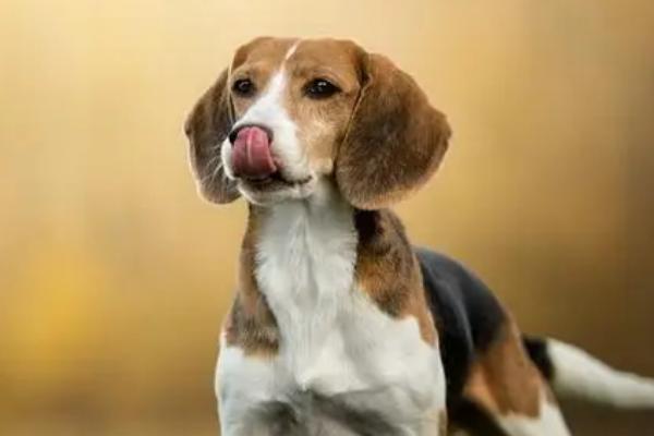比格犬如何训练，包括禁吠训练、跳跃训练等