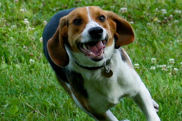 比格犬如何训练，包括禁吠训练、跳跃训练等