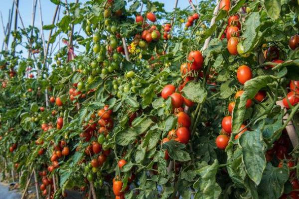 西红柿打蔫的原因和挽救方法，可能是阳光强烈或浇水不当导致的