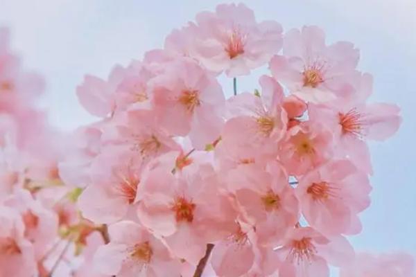 樱花的花语，寓意高雅、质朴纯洁的爱情