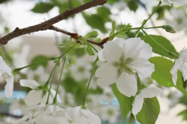 樱花的花语，寓意高雅、质朴纯洁的爱情