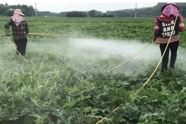 西瓜田除草用什么药，敌草胺、异丙甲草胺等获得登记的药物适合使用