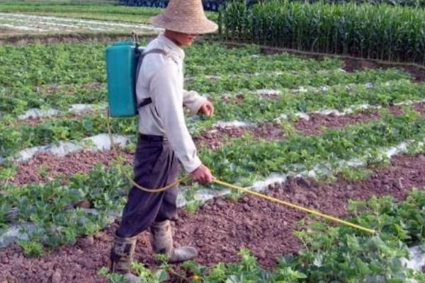 西瓜田除草用什么药，敌草胺、异丙甲草胺等获得登记的药物适合使用