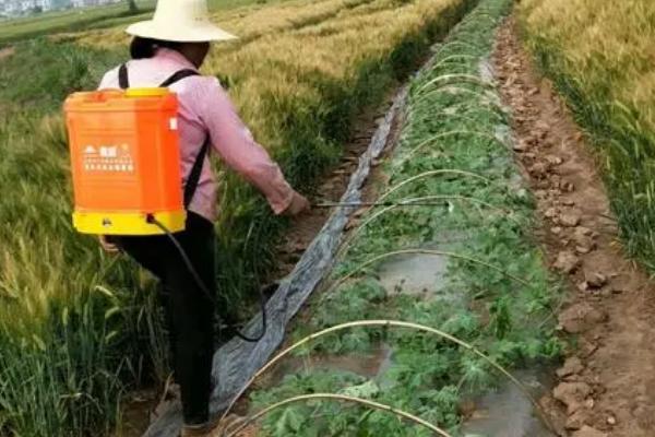 西瓜田除草用什么药，敌草胺、异丙甲草胺等获得登记的药物适合使用