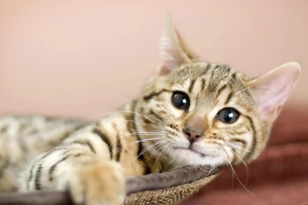 猫咪何时适合进行绝育手术，达到12月龄左右最适合绝育