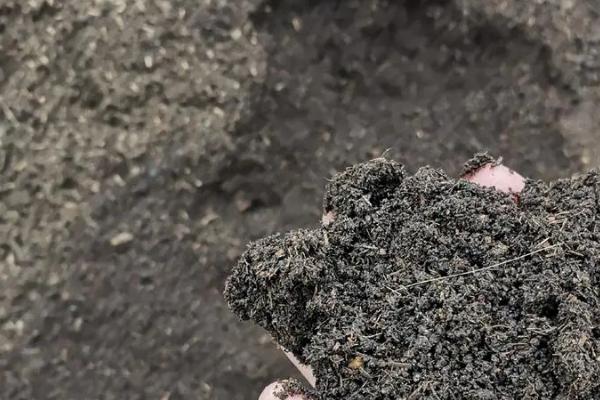 未发酵腐熟的肥料有何弊端，使用后容易发生病虫害